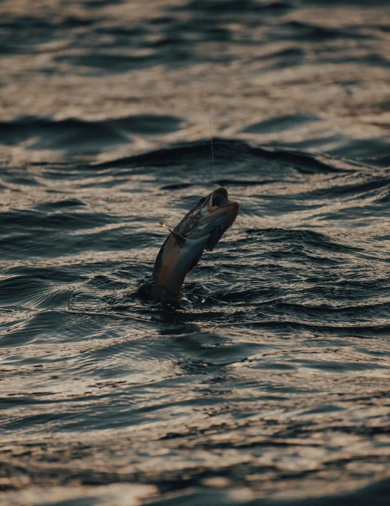Fish on the line during an inshore charter